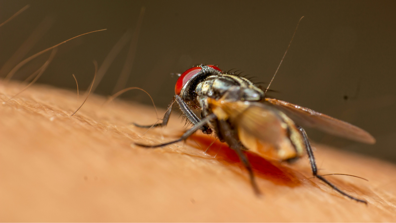 malaria